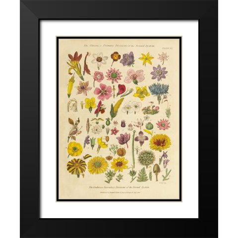 Herbal Botanical XI Black Modern Wood Framed Art Print with Double Matting by Wild Apple Portfolio