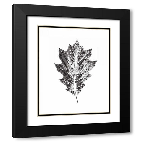 Harvest Sentiments VII BW no Words Black Modern Wood Framed Art Print with Double Matting by Hershey, Moira