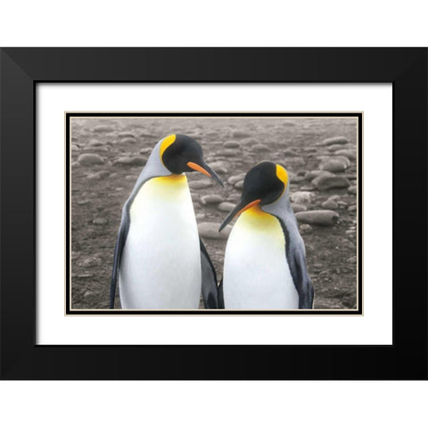 Courting Black Modern Wood Framed Art Print with Double Matting by Wild Apple Portfolio