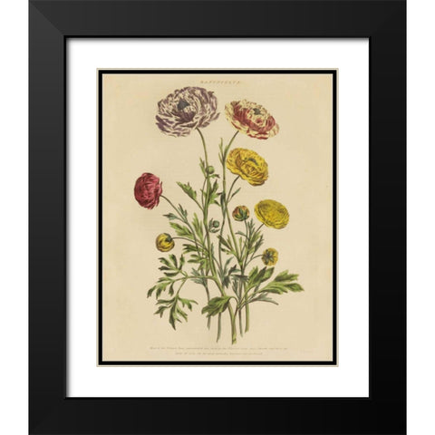 Herbal Botany XXII v2 Crop Black Modern Wood Framed Art Print with Double Matting by Wild Apple Portfolio