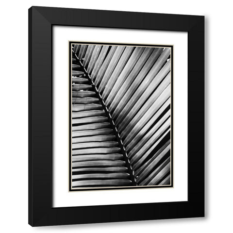 Palm Frond I Black Modern Wood Framed Art Print with Double Matting by Van Swearingen, Debra