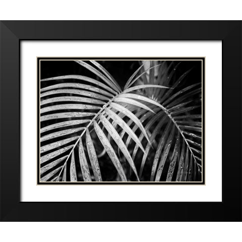 Palm Fronds Black Modern Wood Framed Art Print with Double Matting by Van Swearingen, Debra