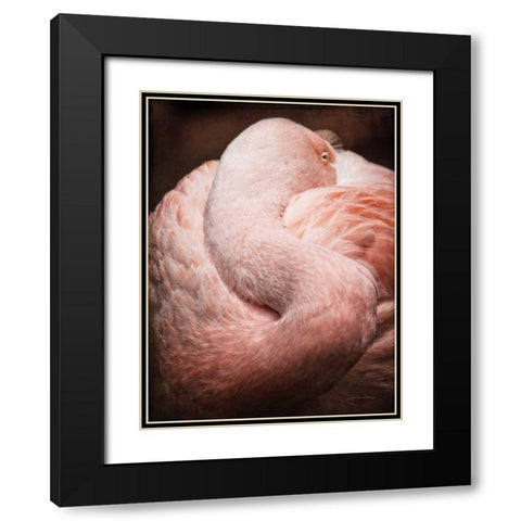 Chilean Flamingo I Black Modern Wood Framed Art Print with Double Matting by Van Swearingen, Debra