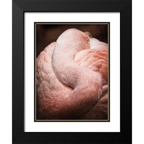 Chilean Flamingo I Black Modern Wood Framed Art Print with Double Matting by Van Swearingen, Debra