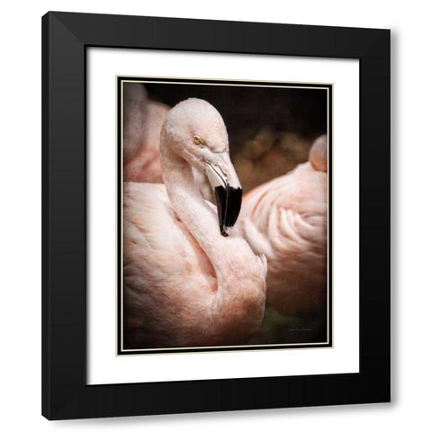 Chilean Flamingo II Black Modern Wood Framed Art Print with Double Matting by Van Swearingen, Debra
