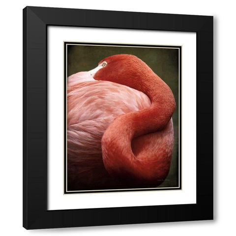 Caribbean Flamingo I Black Modern Wood Framed Art Print with Double Matting by Van Swearingen, Debra