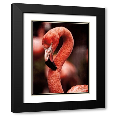 Caribbean Flamingo II Black Modern Wood Framed Art Print with Double Matting by Van Swearingen, Debra