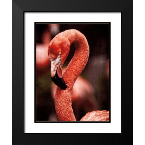 Caribbean Flamingo II Black Modern Wood Framed Art Print with Double Matting by Van Swearingen, Debra