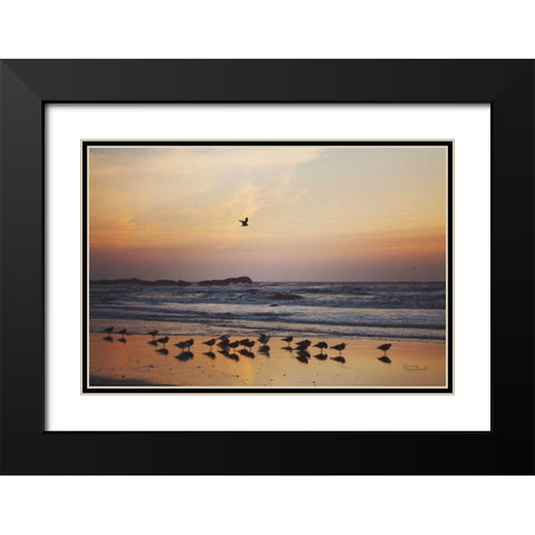Kalaloch Birds III Black Modern Wood Framed Art Print with Double Matting by Marshall, Laura