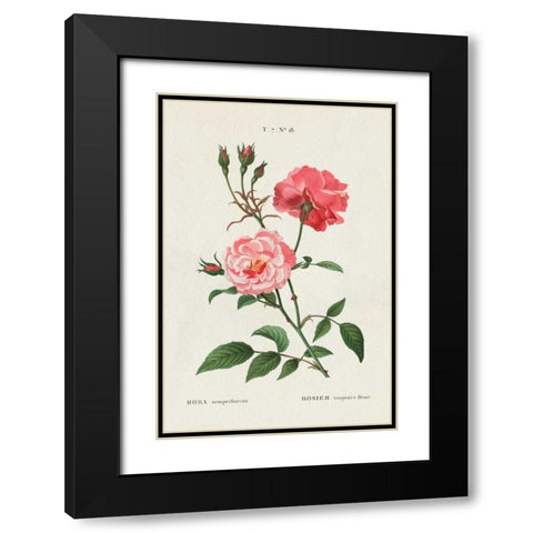 Rosa Black Modern Wood Framed Art Print with Double Matting by Wild Apple Portfolio