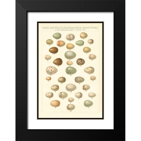 Songbird Egg Chart Black Modern Wood Framed Art Print with Double Matting by Wild Apple Portfolio