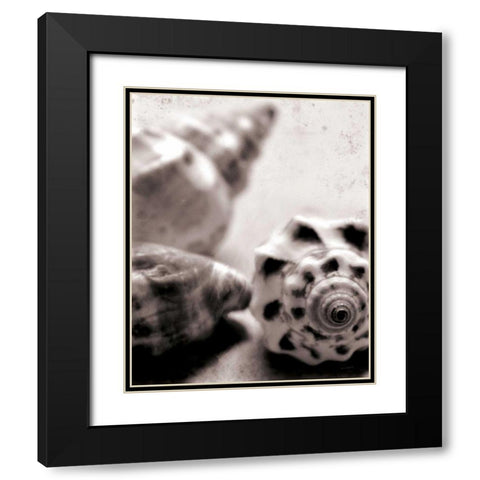 Beach Dreams Shells No Border Black Modern Wood Framed Art Print with Double Matting by Schlabach, Sue