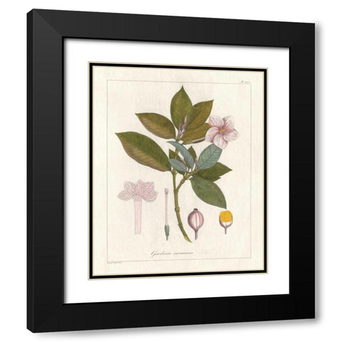 Botanical Gardenia v2 Black Modern Wood Framed Art Print with Double Matting by Wild Apple Portfolio