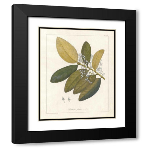 Botanical Heritiera v2 Black Modern Wood Framed Art Print with Double Matting by Wild Apple Portfolio