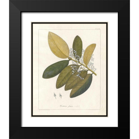 Botanical Heritiera v2 Black Modern Wood Framed Art Print with Double Matting by Wild Apple Portfolio