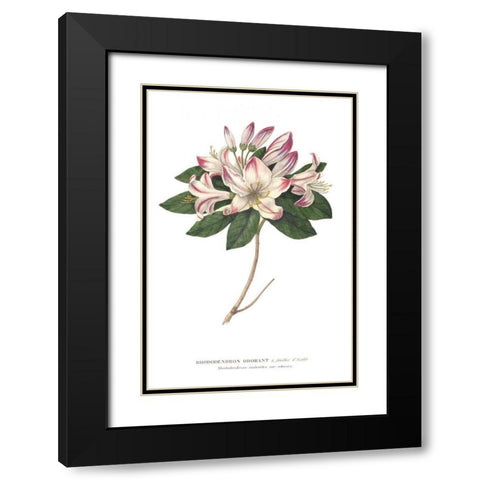 Rhododendron Bright Black Modern Wood Framed Art Print with Double Matting by Wild Apple Portfolio