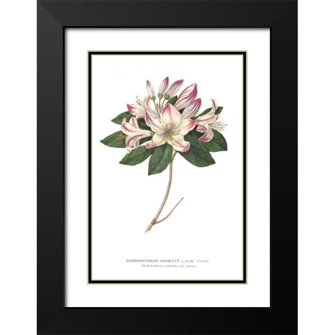 Rhododendron Bright Black Modern Wood Framed Art Print with Double Matting by Wild Apple Portfolio