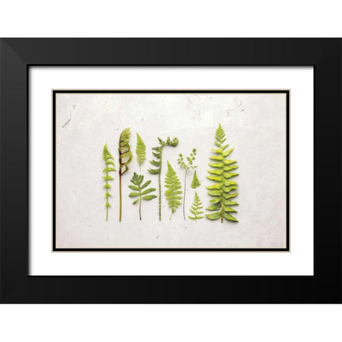 Flat Lay Ferns I Black Modern Wood Framed Art Print with Double Matting by Bradley, Felicity