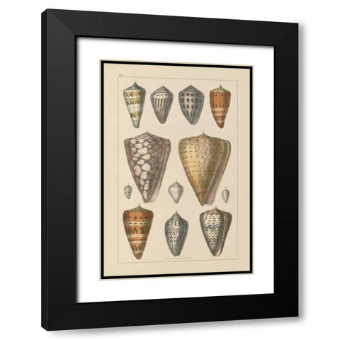 Shell Assorment II Black Modern Wood Framed Art Print with Double Matting by Wild Apple Portfolio