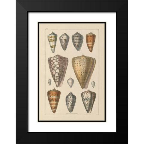 Shell Assorment II Black Modern Wood Framed Art Print with Double Matting by Wild Apple Portfolio
