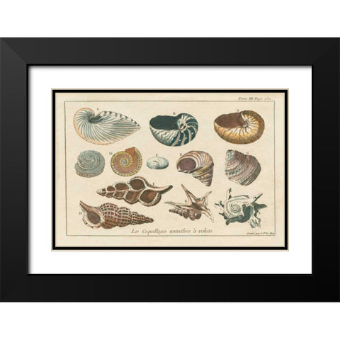 Shell Etchings I Black Modern Wood Framed Art Print with Double Matting by Wild Apple Portfolio