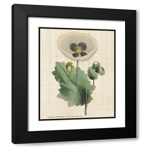 Herbal Botany XVI Linen Crop Black Modern Wood Framed Art Print with Double Matting by Wild Apple Portfolio