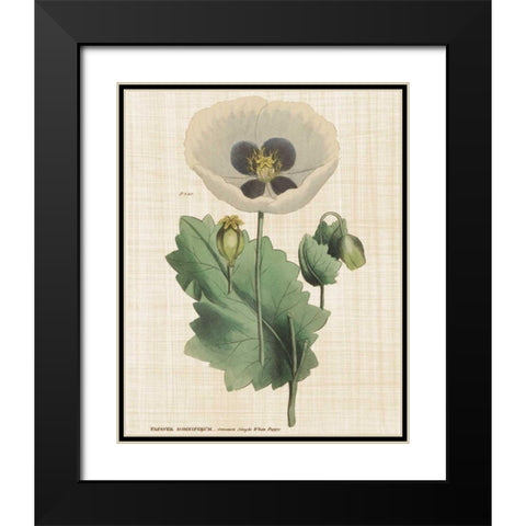 Herbal Botany XVI Linen Crop Black Modern Wood Framed Art Print with Double Matting by Wild Apple Portfolio