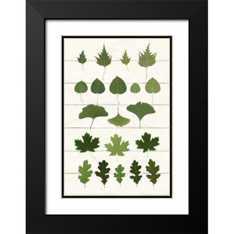 Leaf Chart I Shiplap Black Modern Wood Framed Art Print with Double Matting by Wild Apple Portfolio