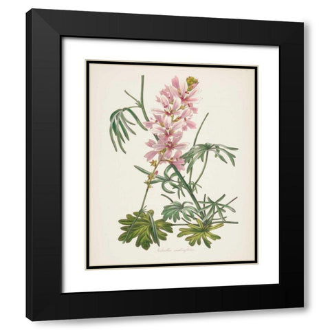 Antique Botanical LVII Cream Black Modern Wood Framed Art Print with Double Matting by Wild Apple Portfolio