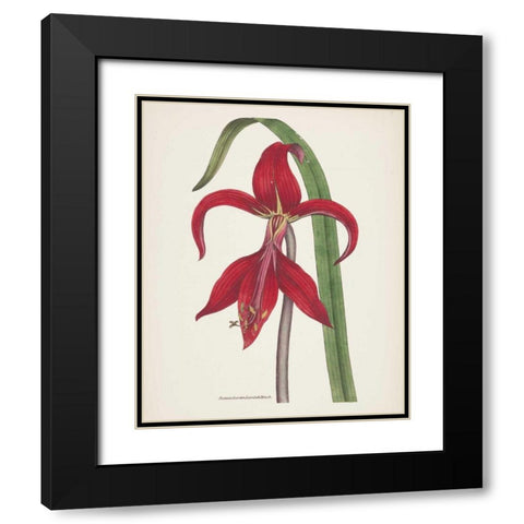 Antique Botanical XIV Cream Black Modern Wood Framed Art Print with Double Matting by Wild Apple Portfolio