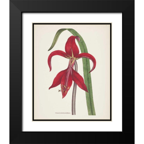 Antique Botanical XIV Cream Black Modern Wood Framed Art Print with Double Matting by Wild Apple Portfolio