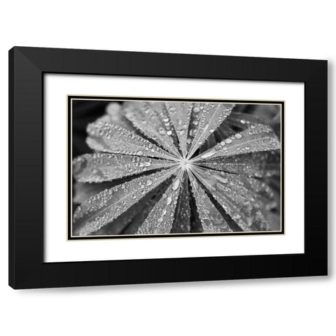 Raindrops on Lupine Black Modern Wood Framed Art Print with Double Matting by Marshall, Laura