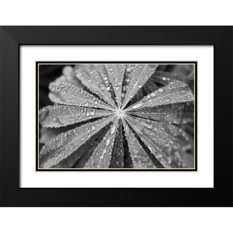 Raindrops on Lupine Black Modern Wood Framed Art Print with Double Matting by Marshall, Laura