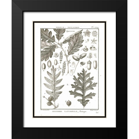 Histoire Naturelle Botanique I Light Black Modern Wood Framed Art Print with Double Matting by Wild Apple Portfolio