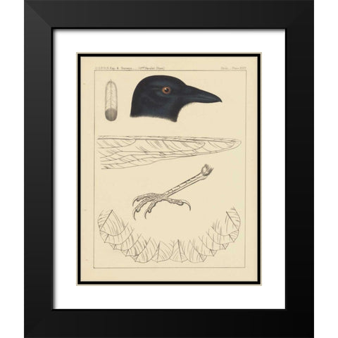 Bird Prints I Black Modern Wood Framed Art Print with Double Matting by Wild Apple Portfolio