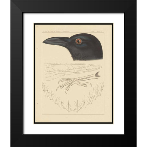 Bird Prints II Black Modern Wood Framed Art Print with Double Matting by Wild Apple Portfolio
