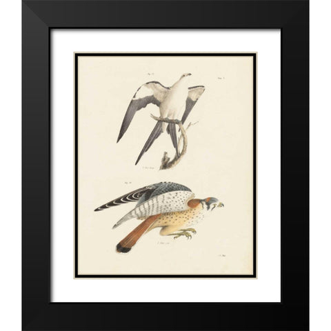 Birds of Prey I Black Modern Wood Framed Art Print with Double Matting by Wild Apple Portfolio
