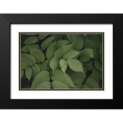 Leafy I Black Modern Wood Framed Art Print with Double Matting by Urquhart, Elizabeth
