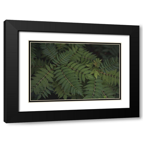 Leafy VI Black Modern Wood Framed Art Print with Double Matting by Urquhart, Elizabeth