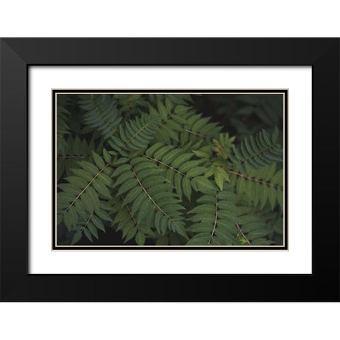 Leafy VI Black Modern Wood Framed Art Print with Double Matting by Urquhart, Elizabeth