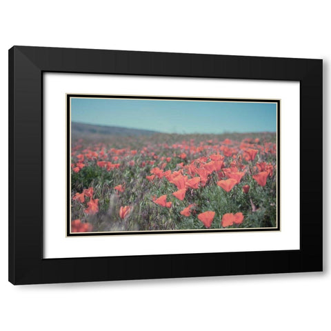 California Blooms I Black Modern Wood Framed Art Print with Double Matting by Urquhart, Elizabeth