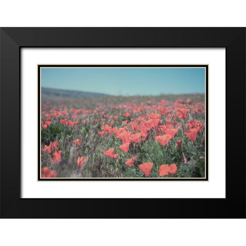 California Blooms I Black Modern Wood Framed Art Print with Double Matting by Urquhart, Elizabeth