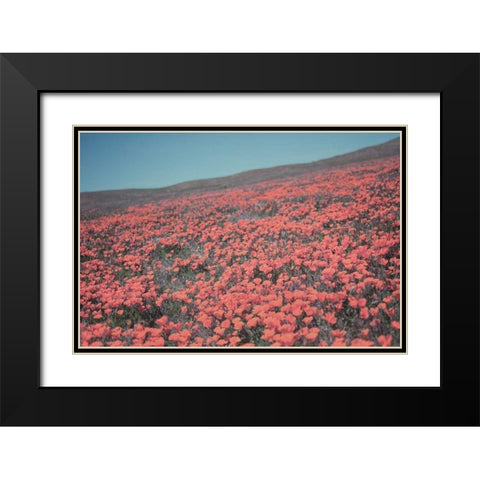 California Blooms III Black Modern Wood Framed Art Print with Double Matting by Urquhart, Elizabeth
