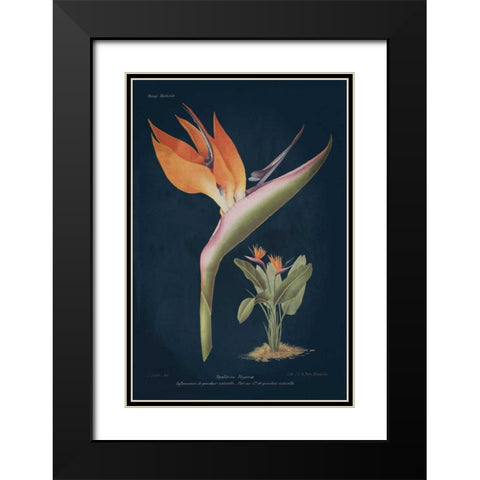Stelitzia Reginoe Dark Blue Black Modern Wood Framed Art Print with Double Matting by Wild Apple Portfolio
