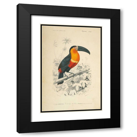 Toucan du Para Black Modern Wood Framed Art Print with Double Matting by Wild Apple Portfolio