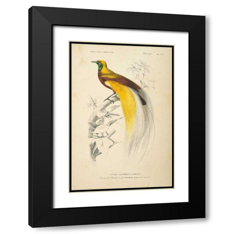 Oiseaux de Paradis Black Modern Wood Framed Art Print with Double Matting by Wild Apple Portfolio
