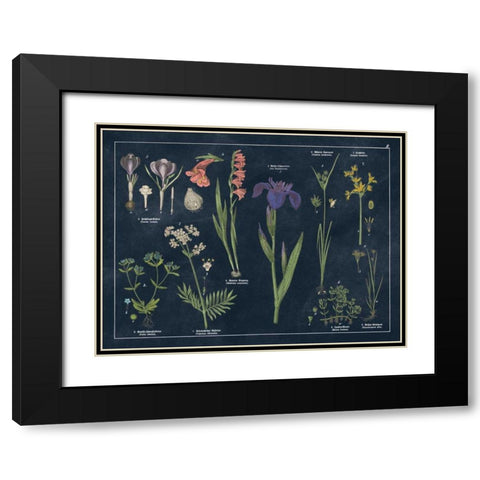 Botanical Floral Chart II Dark Blue Black Modern Wood Framed Art Print with Double Matting by Wild Apple Portfolio