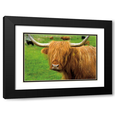 Scottish Highland Cattle I Black Modern Wood Framed Art Print with Double Matting by Majchrowicz, Alan