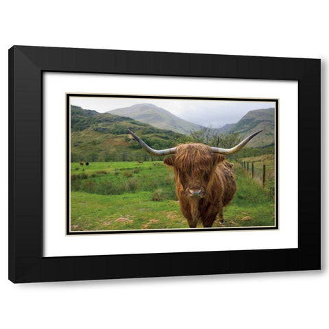 Scottish Highland Cattle III Black Modern Wood Framed Art Print with Double Matting by Majchrowicz, Alan