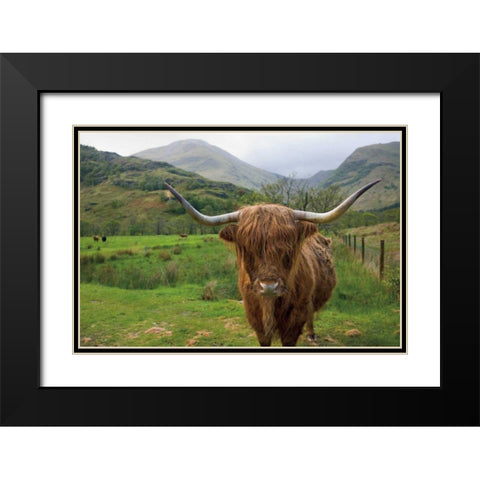 Scottish Highland Cattle III Black Modern Wood Framed Art Print with Double Matting by Majchrowicz, Alan